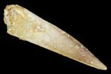 Real Spinosaurus Tooth - Excellent Condition #102900-1